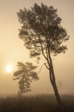 Pine (Pinaceae) in the moor with fog, nature reserve, Vernner Moor, Neuenkirchen-Vörden, Lower