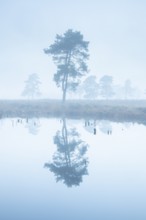 Pine (Pinaceae) in the moor with fog, cNature reserve, Vernner Moor, Neuenkirchen-Vörden, Lower