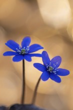 Blooming liverwort (Anemone hepatica), early bloomer, Steinhagen, Lower Saxony, Germany