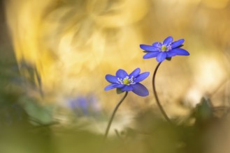 Blooming liverwort (Anemone hepatica), early bloomer, Steinhagen, Lower Saxony, Germany