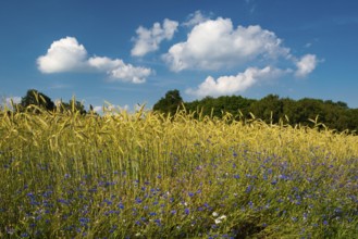 Cornflowers (Centaurea cyanus) in a cereal field, Oldenburger Münsterland, Goldenstedt, Lower