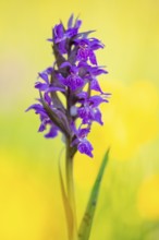 Early purple orchid (Orchis mascula), Aschen, Lower Saxony, Germany