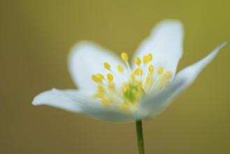 Wood anemone (Anemone nemorosa), Vechta, Lower Saxony, Germany