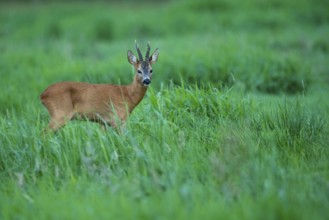 Roebuck (Capreolus capreolus), Vechta, Lower Saxony, Germany