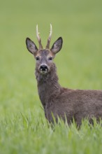 Roebuck (Capreolus capreolus) in winter coat, Vechta, Lower Saxony, Germany