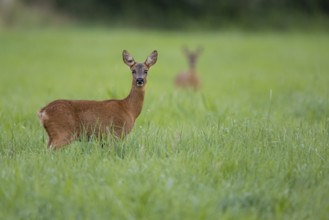 Female roe deer (Capreolus capreolus), Vechta, Lower Saxony, Germany