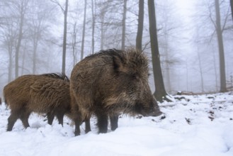 Wild boar (Sus scrofa) in the snow in a wintery forest, Teutoburg Forest, Melle, Lower Saxony,