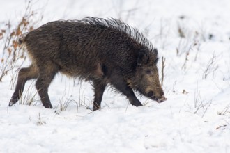 Wild boar (Sus scrofa) in the snow, Melle, Lower Saxony, Germany