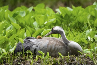 Crane (gurs grus) in nest with chicks, Feldberger Seenlandschaft, Mecklenburg-Vorpommern, Germany