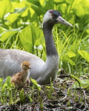 Crane (gurs grus) in nest with chicks, Feldberger Seenlandschaft, Mecklenburg-Vorpommern, Germany