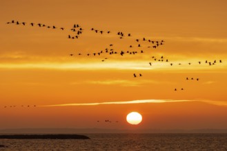Cranes (grus grus) flying over the Baltic Sea at sunrise, Zingst, Mecklenburg-Vorpommern, Germany