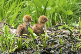 Chicks of a crane (gurs grus) in the nest, Feldberger Seenlandschaft, Mecklenburg-Vorpommern,