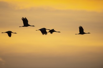 Migrating cranes (grus grus) in front of the evening sky, Goldenstedter Moor, Goldenstedt, Lower