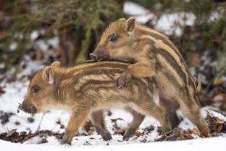 Wild boar (Sus scrofa) in the snow, fresh boar, Melle, Lower Saxony, Germany