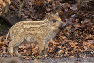 Wild boar (Sus scrofa), fresh boar, Melle, Lower Saxony, Germany