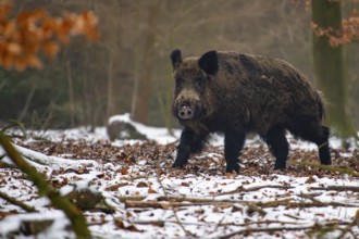 Wild boar (Sus scrofa) in the snow, wild boar, Melle, Lower Saxony, Germany