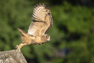 Eurasian Eagle-owl (bubo bubo) flying, Gerolstein, Rhineland-Palatinate, Germany