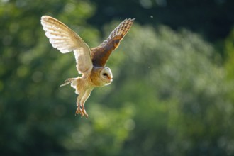 Flying barn owl (Tyto alba), Gerolstein, Rhineland-Palatinate, Germany