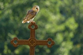 Barn owl (Tyto alba) sitting on a cross, Gerolstein, Rhineland-Palatinate, Germany