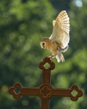 Flying barn owl (Tyto alba), Gerolstein, Rhineland-Palatinate, Germany