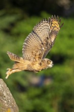 Eurasian Eagle-owl (bubo bubo) flying, Gerolstein, Rhineland-Palatinate, Germany