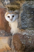 Juvenile barn owl (Tyto alba), Gerolstein, Rhineland-Palatinate, Germany