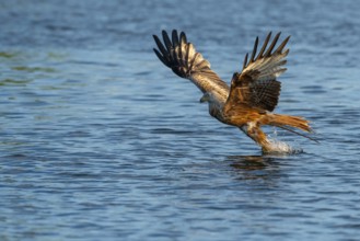 Red kite (Milvus milvus) in flight, Feldberger Seenlandschaft, Mecklenburg-Western Pomerania,