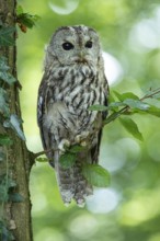 Tawny owl (Strix aluco) sitting on a branch in the forest, Vechta, Lower Saxony, Germany