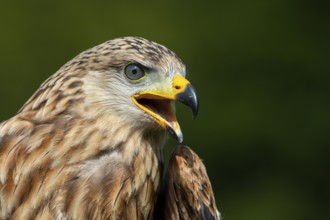 Red kite (Milvus milvus) sitting on a willow pole, portrait, Gerolstein, Rhineland-Palatinate,