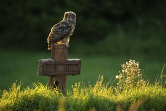 Eurasian Eagle-owl (bubo bubo) sitting on a cross, Gerolstein, Rhineland-Palatinate, Germany