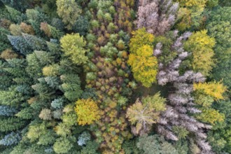 Aerial view of a beautifully coloured forest, nature reserve, Herrenholz, Goldenstedt, Lower