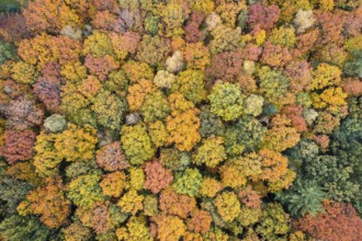 Aerial view of an autumn-colored forest, Hunte in the autumnal Barneführer Holz, Sandkrug, Hatten,