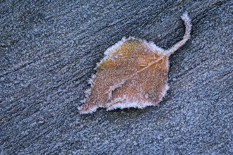 Birch leaf in hoarfrost, Goldenstedt, Lower Saxony, Germany