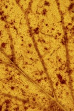 Structure of an autumn-colored leaf, foliage, tree, Vechta, Lower Saxony, Germany