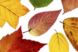 Structure of an autumn-colored leaf, foliage, tree, Vechta, Lower Saxony, Germany