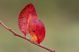 Red leaf of a blueberry, blueberry (Vaccinium myrtillus), Goldenstedt, Lower Saxony, Germany