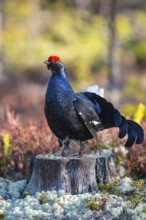 Black grouse (Lyrurus tetrix), black grouse courtship in Sweden, Fågelsjö, Gävleborgs län, Sweden
