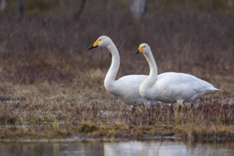 Whooper swan (Cygnus cygnus) at a lake in Sweden, Fågelsjö, Gävleborgs län, Sweden