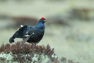 Black grouse (Lyrurus tetrix), black grouse courtship in Sweden, Fågelsjö, Gävleborgs län, Sweden
