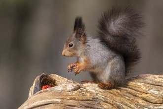 Squirrel (Sciurus vulgaris) on a tree trunk with food, Fågelsjö, Gävleborgs län, Sweden