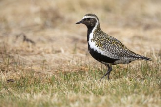 Golden plover (Pluvialis apricaria), Fågelsjö, Gävleborgs län, Sweden