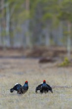 Black grouse (Lyrurus tetrix), black grouse courtship in Sweden, Fågelsjö, Gävleborgs län, Sweden