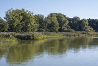 Deciduous trees and reeds at Schmachter See, reflection, landscape with blue sky, Binz, seaside