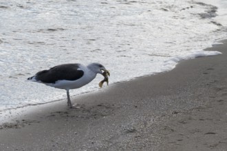 Seagull on a beach with a fish in its beak, Baltic Sea, Rügen Island, Mecklenburg-Western