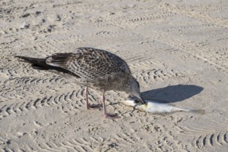 Seagull pecks at a dead fish on the beach, Baltic Sea, Rügen Island, Mecklenburg-Western Pomerania,