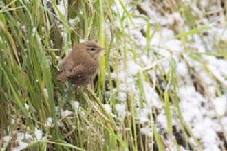 A wren (Troglodytes troglodytes) standing on a blade of grass, snow-covered grass in the