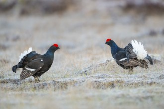 Black grouse (Lyrurus tetrix), female, black grouse courtship in Sweden, Fågelsjö, Gävleborgs län,