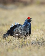 Black grouse (Lyrurus tetrix), black grouse courtship in Sweden, Fågelsjö, Gävleborgs län, Sweden