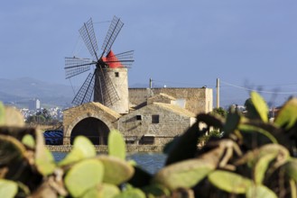 View through Opuntia of salt museum, traditional windmill, saltworks di Trapani and Paceco nature