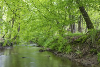 The river Hunte near Barkhausen in the spring-like beech forest, Barkhausen, Bad Essen, Lower